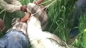 वन अधिकारी को मगर ने दबोचा