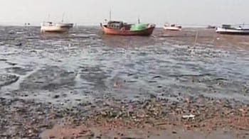 Video : Mundra port accused of destroying Mangroves