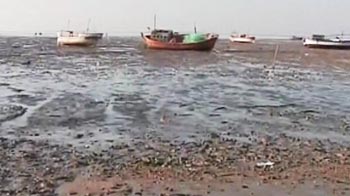 Mundra port accused of destroying Mangroves