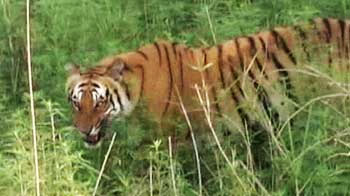 Top tiger conservationists get together to save the tiger