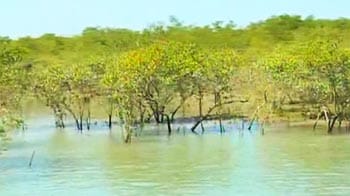 Video : Saving the Mangroves, Gujarat's lifeline