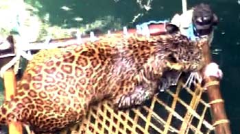 A leopard emerges from a well on a cot