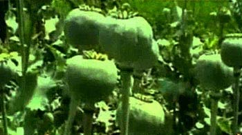 चोरी से हो रही अफीम की खेती