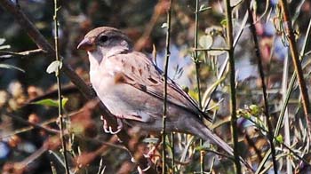 घर-घर से दूर हुई चहचहाहट