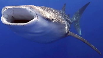 Videos : दुनिया की सबसे बड़ी मछली व्हेल शॉर्क