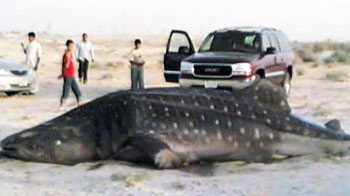 Gujarat's fishermen to the whale shark's rescue