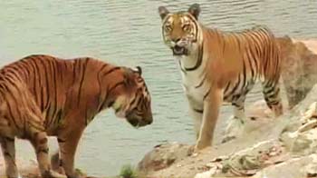 The tiger census: Counting right?