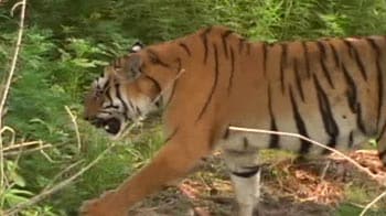 Video : Better, improved methods to count tigers