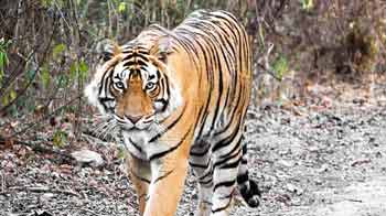 How many tigers does India have?