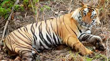 Video : Tiger census: 295 tigers added, population estimated at 1706