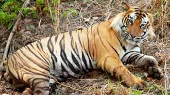 Tiger census: 295 tigers added, population estimated at 1706