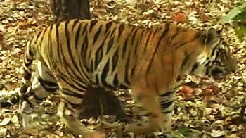 2011 में बाघों की संख्या 1706 हुई