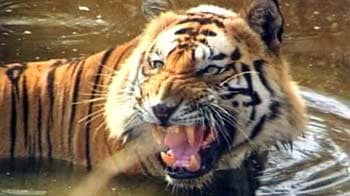 Video : Tiger population estimate at 1706, up by 295