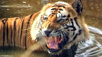 Tiger population estimate at 1706, up by 295