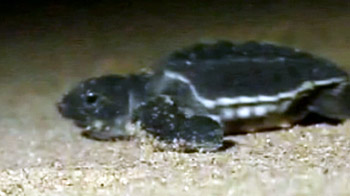 मन्नार की खाड़ी के तट संकट में