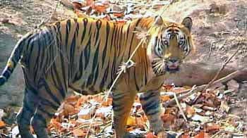 Video : MP govt demands tiger census re-evaluation