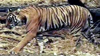 Videos : 'फिर से हो बाघों की गिनती'
