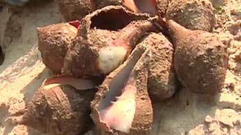 Saving India's coral reefs, rainforests of the sea Saving India's coral reefs, rainforests of the sea