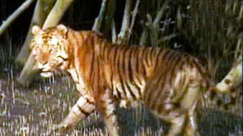 सैर सुंदरवन की...