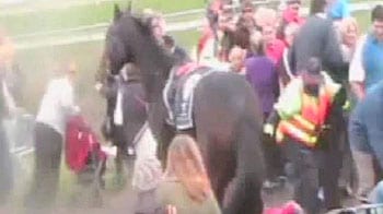 Video : Race horse jumps over fence, injures seven