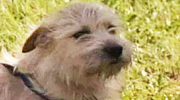 Miracle dog back after tornado blew him away Miracle dog back after tornado blew him away