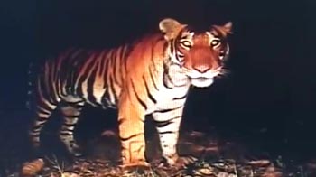 NDTV follows the wandering tiger