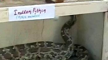 चिकली में सांपों के संरक्षण पर बात