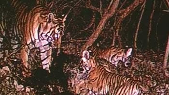 Video : 2 cubs born in Rajasthan sanctuary