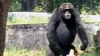 Videos : धोनी को चिंपांजी का संदेश