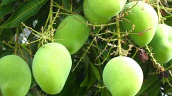 ये आम जहरीला है!