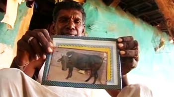 Video : Vidarbha: The tale of the jersey cow