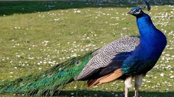 100 से ज्यादा मोरों की मौत