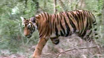 Video : In Ranthambore, rising tiger population a worry?