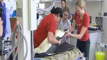 Penguin washed ashore in New Zealand undergoes surgery