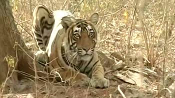 In Sariska, new plan to monitor tigers