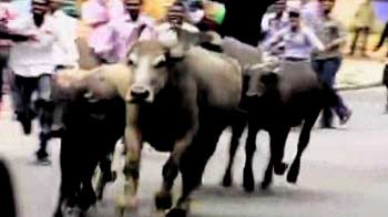 Video : Buffaloes used as shields by Osmania protesters