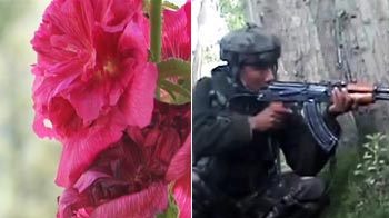 Jammu and Kashmir: Guns vs Roses