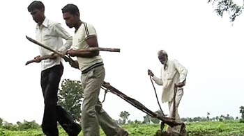 Video : Hit by debt, farmers and sons work as bullocks