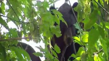 Bear races up a tree as cops chase him