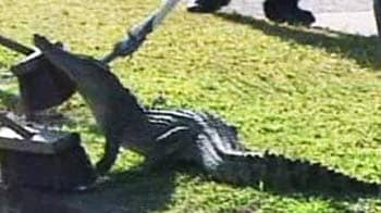 Video : 5-foot-croc blocks street in Australia