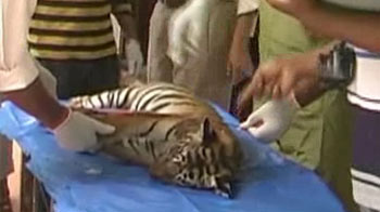 Tiger cub killed by speeding vehicle in Corbett