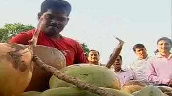 Videos : 8 मिनट में तोड़े 250 नारियल