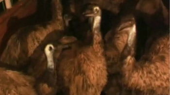 कानपुर में 20 ईमू पक्षी बरामद