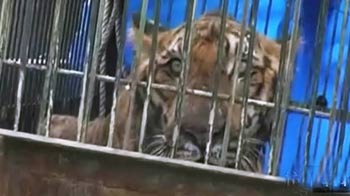 जिम कॉर्बेट में घायल बाघ को बचाया गया