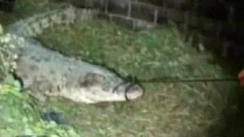 Crocodiles escape from flooded farm in Thailand