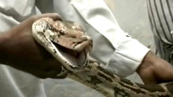 10-foot python captured by snake charmers
