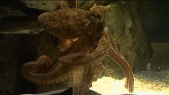 Octopus said Gernamy would beat Argentina