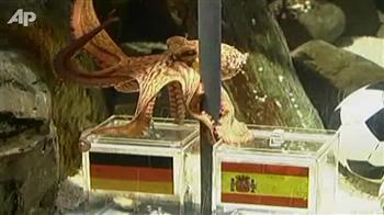 How Octopus picked Spain over Germany How Octopus picked Spain over Germany