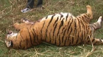 Third tiger death in a month at Corbett