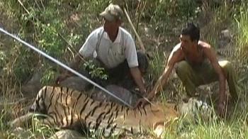 Now, daily count of Tiger deaths
